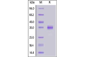 Biotinylated SARS-CoV-2 S protein RBD (K417N, E484K, N501Y), His,Avitag on  under reducing (R) condition.