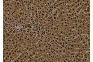 ABIN6272971 at 1/100 staining Rat liver tissue by IHC-P.