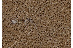 ABIN6272971 at 1/100 staining Rat liver tissue by IHC-P. (alpha KGDHC anticorps  (N-Term))