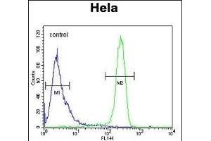EFTUD1 Antibody (C-term) (ABIN654331 and ABIN2844107) flow cytometric analysis of Hela cells (right histogram) compared to a negative control cell (left histogram). (EFTUD1 anticorps  (C-Term))
