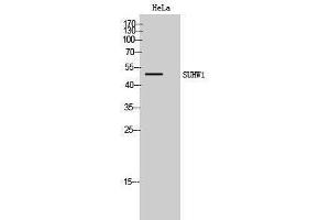 Western Blotting (WB) image for anti-Zinc Finger Protein 280A (ZNF280A) (C-Term) antibody (ABIN3187105) (ZNF280A anticorps  (C-Term))
