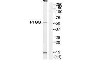 Western blot analysis of extracts from K562 cells, using PTGIS antibody. (PTGIS anticorps)
