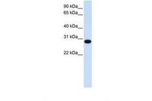 anti-PSF1 / GINS2 (N-Term) antibody