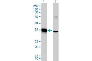Western Blot analysis of MEOX2 expression in transfected 293T cell line by MEOX2 monoclonal antibody (M03), clone 6A5. (MEOX2 anticorps  (AA 1-303))
