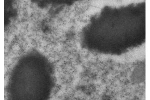 anti-Red Fluorescent Protein (RFP) antibody