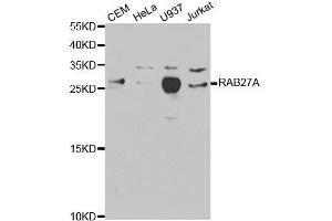 Western blot analysis of extracts of various cell lines, using RAB27A antibody. (RAB27A anticorps  (AA 1-221))