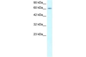 Western Blotting (WB) image for anti-Chromosome 14 Open Reading Frame 169 (C14orf169) antibody (ABIN2460754) (C14orf169 + NO66 anticorps)