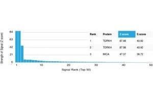 anti-Tudor and KH Domain Containing (TDRKH) antibody