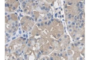 DAB staining on IHC-P; Samples: Human Stomach Tissue) (LRG1 anticorps  (AA 37-340))