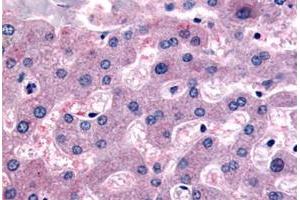 Immunohistochemical staining of human liver with DPP9 polyclonal antibody . (DPP9 anticorps  (Internal Region))