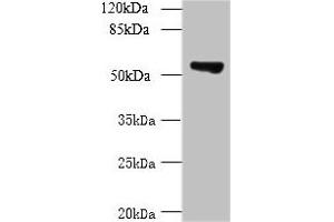 Western blot All lanes: TCP11L2 antibody at 1 μg/mL + A549 whole cell lysate Secondary Goat polyclonal to rabbit at 1/10000 dilution Predicted band size: 59, 30 kDa Observed band size: 59 kDa (TCP11L2 anticorps  (AA 1-210))