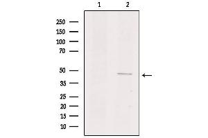 Western blot analysis of extracts from mouse kidney, using GPR135 Antibody. (GPR135 anticorps  (Internal Region))