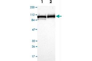 Western Blot analysis of Lane 1: RT-4 and Lane 2: U-251MG sp cell lysates with MCM4 polyclonal antibody . (MCM4 anticorps)