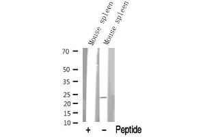 anti-R-Ras (Internal Region) antibody