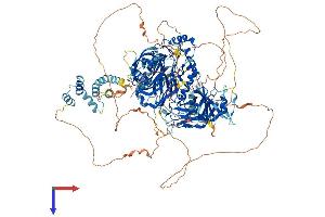 AlphaFold protein structure predicition of Mouse Recombinant Inpp5d Protein, UniprotID Q9ES52