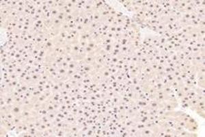 Immunohistochemistry analysis of paraffin-embedded mouse liver using,TBX10 (ABIN7075814) at dilution of 1: 4600 (T-Box 10 anticorps)