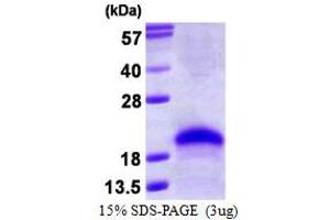 Image no. 1 for VEGF 165 protein (ABIN1098802) (VEGF 165 Protéine)