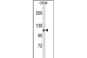 ITGA7 Antibody (N-term) (ABIN1539201 and ABIN2850261) western blot analysis in CEM cell line lysates (35 μg/lane). (ITGA7 anticorps  (N-Term))