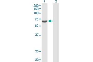 Western Blot analysis of ACSM3 expression in transfected 293T cell line by ACSM3 MaxPab polyclonal antibody.