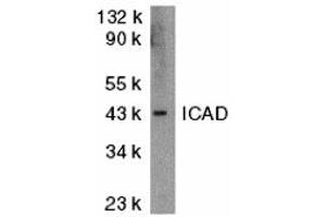 Western Blotting (WB) image for anti-DNA Fragmentation Factor, 45kDa, alpha Polypeptide (DFFA) (N-Term) antibody (ABIN1031406) (DFFA anticorps  (N-Term))