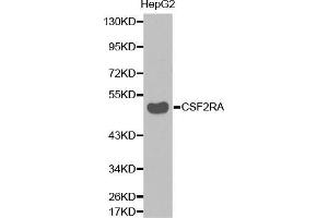 Western blot analysis of extracts of HepG2 cell lines, using CSF2RA antibody. (CSF2RA anticorps  (AA 23-320))