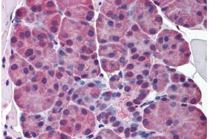 Mouse Salivary Glands: Formalin-Fixed, Paraffin-Embedded (FFPE)