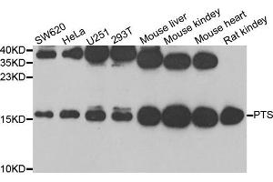 Western Blotting (WB) image for anti-6-Pyruvoyltetrahydropterin Synthase (PTS) antibody (ABIN1980322) (PTS anticorps)