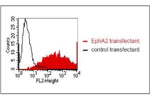 FACS analysis of BOSC23 cells using Kalpha-5H5. (EPH Receptor A2 anticorps)