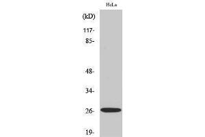 Western Blotting (WB) image for anti-Tumor Necrosis Factor (Ligand) Superfamily, Member 13 (TNFSF13) (Internal Region) antibody (ABIN3179876) (TNFSF13 anticorps  (Internal Region))