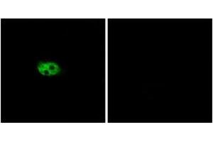 Immunofluorescence (IF) image for anti-Tachykinin Receptor 3 (TACR3) (AA 401-450) antibody (ABIN2890907) (TACR3 anticorps  (AA 401-450))