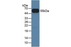 Western Blot; Sample: Rabbit Serum. (IgG anticorps)