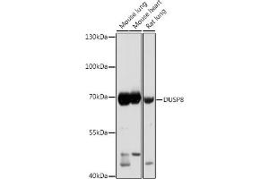 Western blot analysis of extracts of various cell lines, using DUSP8 antibody (ABIN7266849) at 1:1000 dilution.