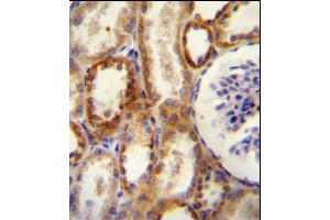 CD73 (NT5E) Antibody (N-term) (ABIN388749 and ABIN2839010) immunohistochemistry analysis in formalin fixed and paraffin embedded human kidney tissue followed by peroxidase conjugation of the secondary antibody and DAB staining. (CD73 anticorps  (N-Term))