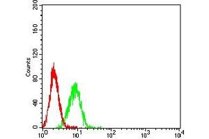 Flow cytometric analysis of K562 cells using ATG4A mouse mAb (green) and negative control (red). (ATG4A anticorps  (AA 258-398))