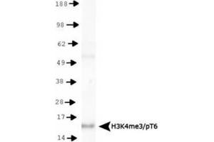 Western Blot of Rabbit Anti-Histone H3 [Trimethyl Lys4, p Thr6] Antibody.