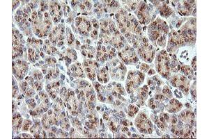 Image no. 2 for anti-ERG, ETS transcription factor (ERG) antibody (ABIN1498076)