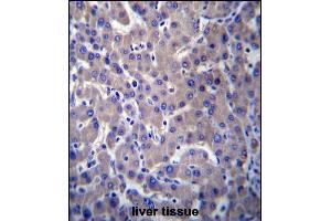 anti-G Protein-Coupled Receptor 34 (GPR34) (AA 232-261) antibody