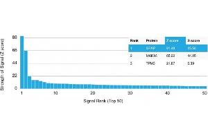 Analysis of Protein Array containing more than 19,000 full-length human proteins using GFAP Mouse Monoclonal Antibody (GFAP/2076) Z- and S- Score: The Z-score represents the strength of a signal that a monoclonal antibody (MAb) (in combination with a fluorescently-tagged anti-IgG secondary antibody) produces when binding to a particular protein on the HuProtTM array.