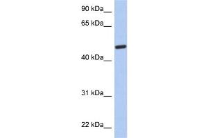 WB Suggested Anti-C2orf62 Antibody Titration: 0. (C2orf62 anticorps  (N-Term))