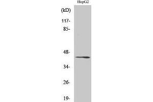 Western Blotting (WB) image for anti-Ras-Related GTP Binding C (RRAGC) (C-Term) antibody (ABIN3186679) (GTR2 anticorps  (C-Term))