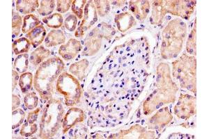 IHC image of ABIN7164704 diluted at 1:300 and staining in paraffin-embedded human kidney tissue performed on a Leica BondTM system.