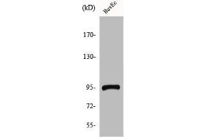 Western Blot analysis of HuvEc cells using CCDC45 Polyclonal Antibody (CEP95 anticorps  (Internal Region))