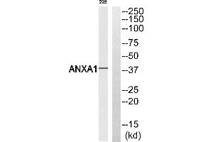 Western blot analysis of extracts from 293 cells, using ANXA1 (Ab-21) antibody. (Annexin a1 anticorps  (Tyr21))