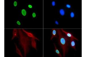 Immunofluorescence of Rabbit Anti-Histone H3 [ac Lys9] Antibody.