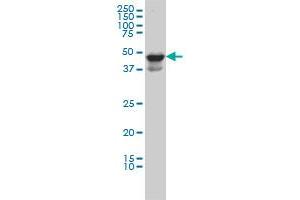 MDS028 monoclonal antibody (M04), clone 2E8 Western Blot analysis of MDS028 expression in HL-60 . (ITFG2 anticorps  (AA 1-447))
