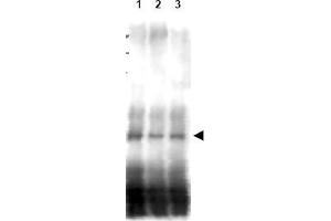 Image no. 1 for anti-CD151 (CD151) (AA 26-35) antibody (ABIN401338) (CD151 anticorps  (AA 26-35))