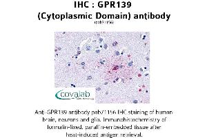 Image no. 1 for anti-G Protein-Coupled Receptor 139 (GPR139) (1st Cytoplasmic Domain) antibody (ABIN1734943) (GPR139 anticorps  (1st Cytoplasmic Domain))