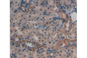 IHC-P analysis of kidney tissue, with DAB staining. (PTPRA anticorps  (AA 618-796))