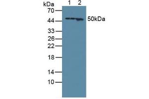 Figure. (GFAP anticorps  (AA 256-357))