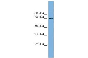 WB Suggested Anti-C8orf45 Antibody Titration: 0. (C8orf45 anticorps  (Middle Region))